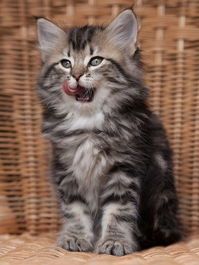 Olympe - 7 weeks old