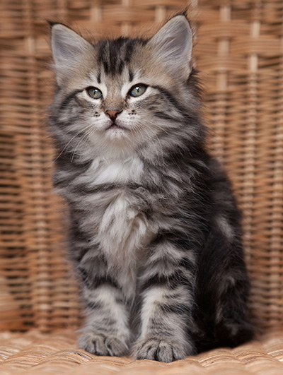 Olympe - 7 weeks old