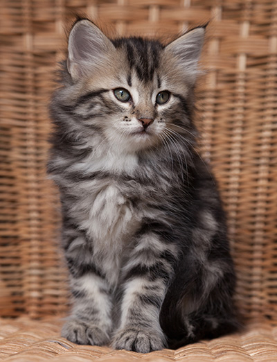 Olympe - 7 weeks old