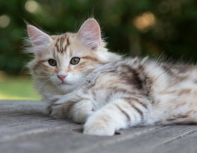 Opium - 12 weeks old