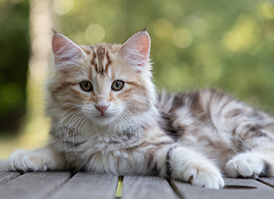 Opium - 12 weeks old