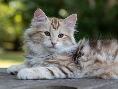 Opium - 12 weeks old