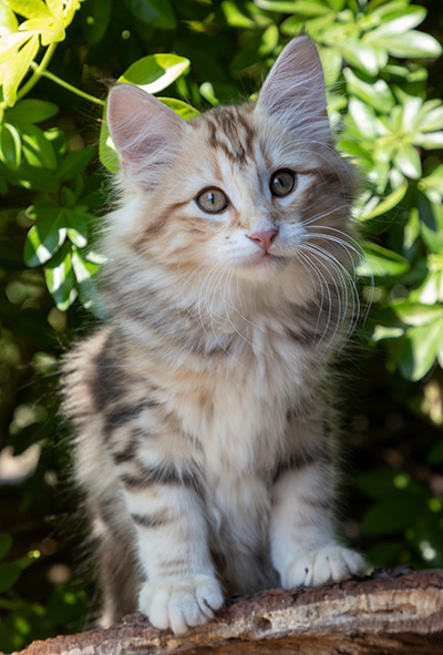 Opium - 12 weeks old