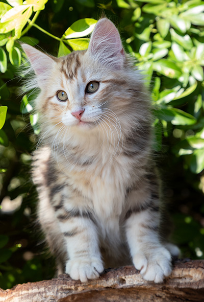 Opium - 12 weeks old