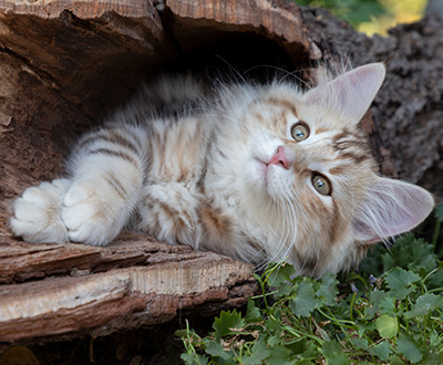 Opium - 12 weeks old