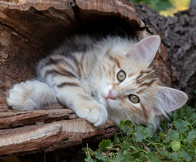 Opium - 12 weeks old