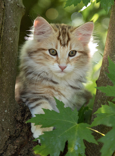 Opium - 12 weeks old