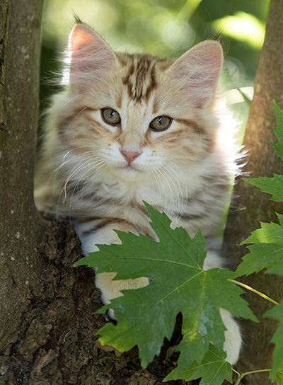 Opium - 12 weeks old