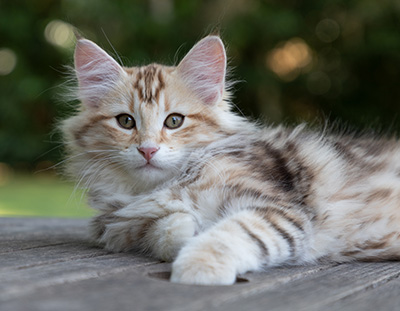 Opium - 12 weeks old