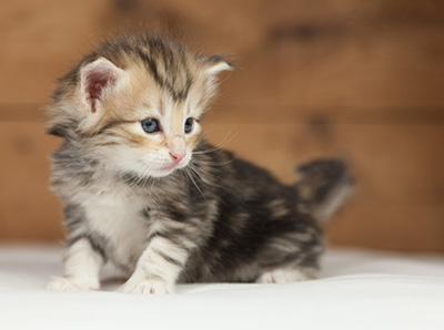 Opium - 4 weeks old