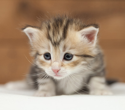 Opium - 4 weeks old