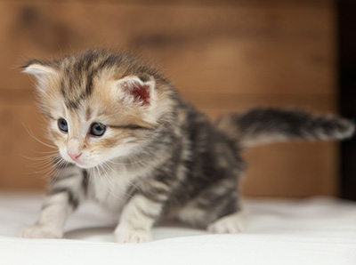 Opium - 4 weeks old