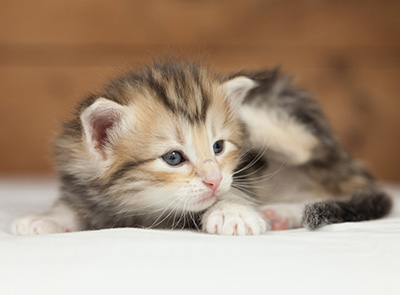 Opium - 4 weeks old
