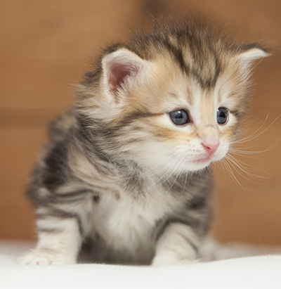 Opium - 4 weeks old