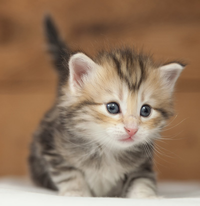 Opium - 4 weeks old