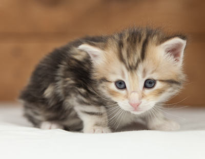 Opium - 4 weeks old
