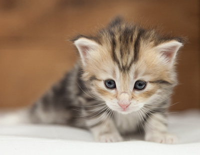 Opium - 4 weeks old