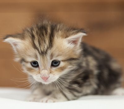 Opium - 4 weeks old