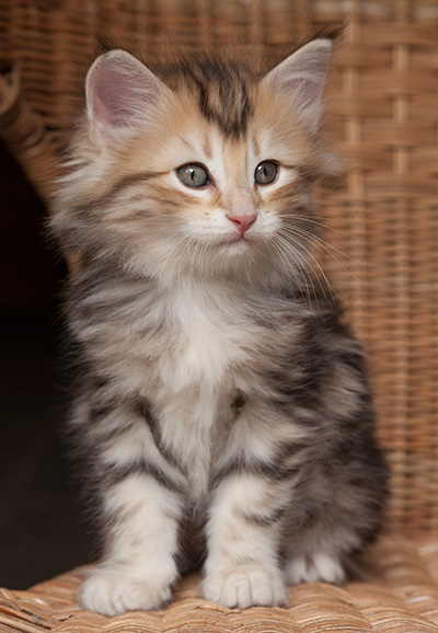 Opium - 7 weeks old