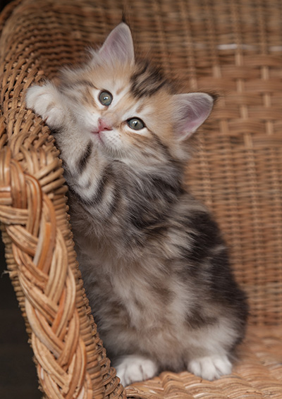 Opium - 7 weeks old