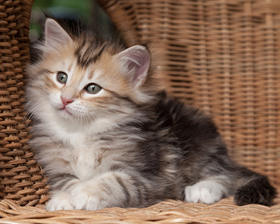 Opium - 7 weeks old