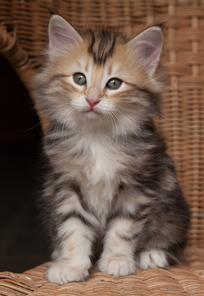 Opium - 7 weeks old