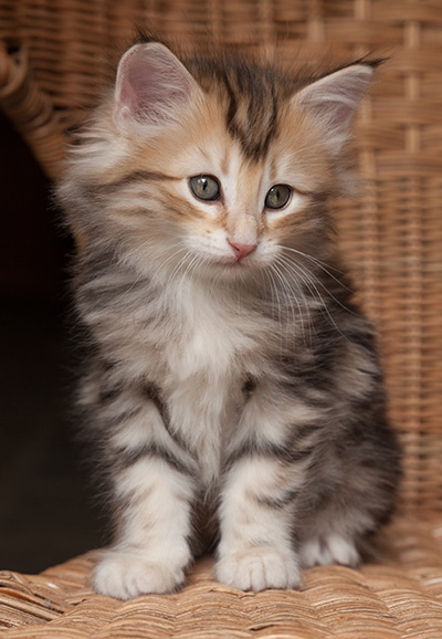 Opium - 7 weeks old