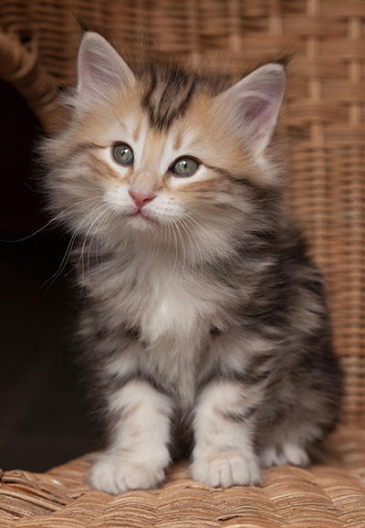 Opium - 7 weeks old