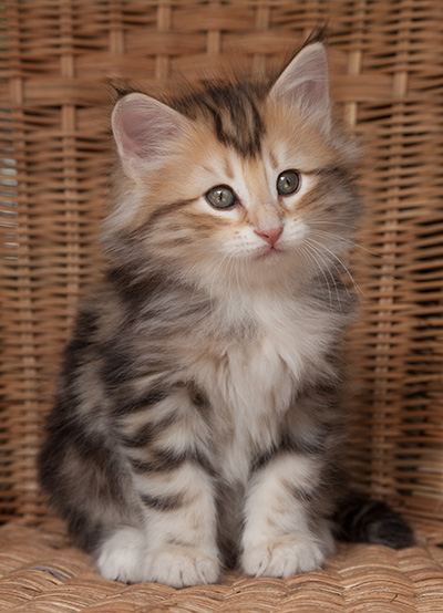 Opium - 7 weeks old
