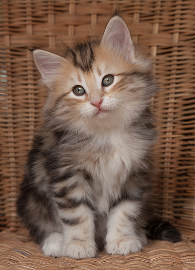 Opium - 7 weeks old