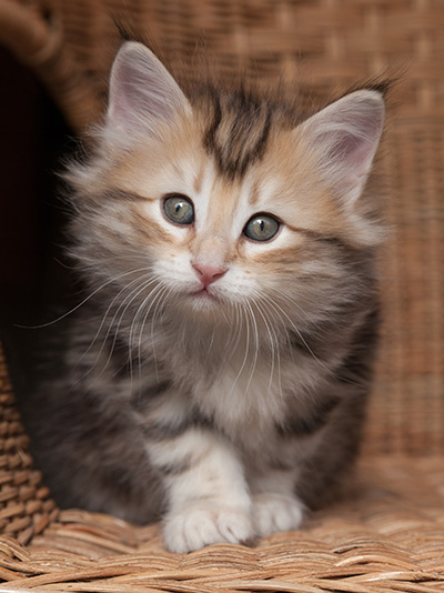 Opium - 7 weeks old