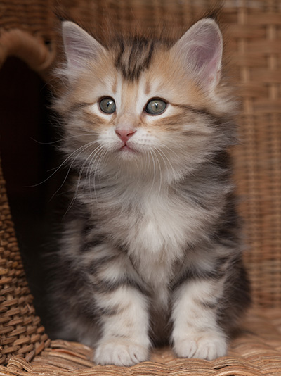 Opium - 7 weeks old