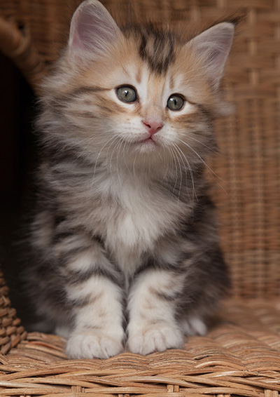 Opium - 7 weeks old