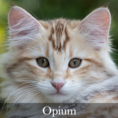 Opium