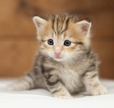Orlando - 4 weeks old