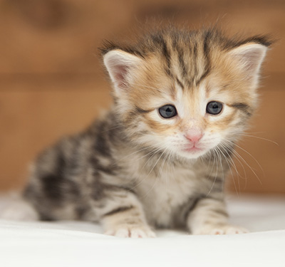 Orlando - 4 weeks old