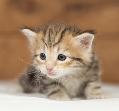 Orlando - 4 weeks old