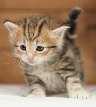 Orlando - 4 weeks old