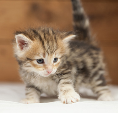 Orlando - 4 weeks old