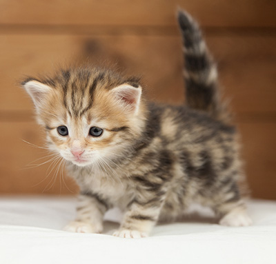 Orlando - 4 weeks old