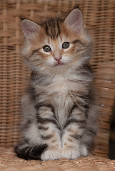 Orlando - 7 weeks old
