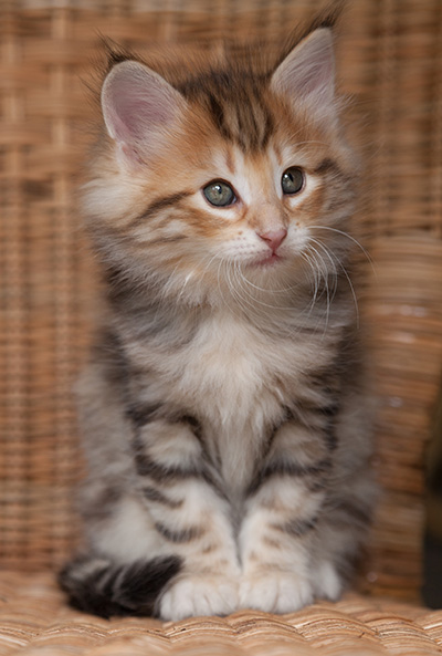 Orlando - 7 weeks old