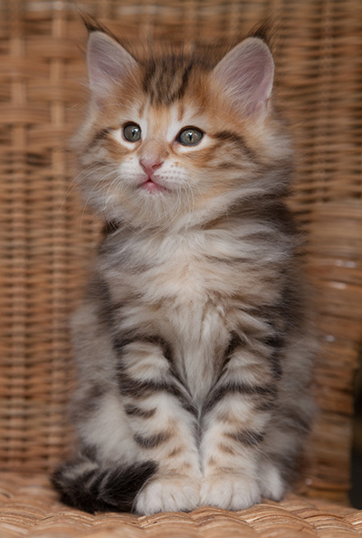 Orlando - 7 weeks old