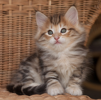 Orlando - 7 weeks old