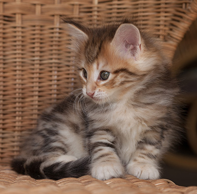 Orlando - 7 weeks old