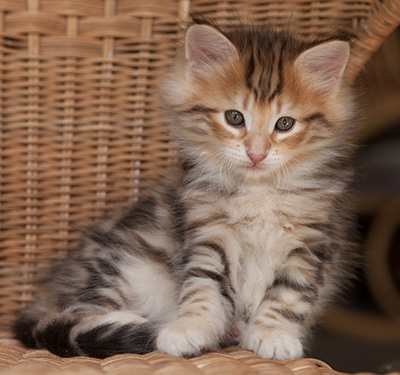 Orlando - 7 weeks old