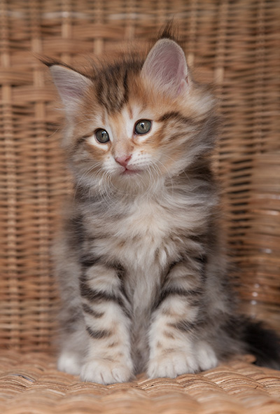 Orlando - 7 weeks old