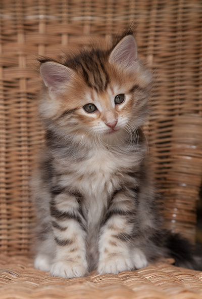 Orlando - 7 weeks old