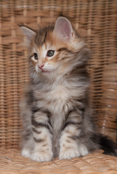 Orlando - 7 weeks old