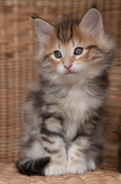 Orlando - 7 weeks old